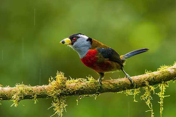 Tęgogłowik wielobarwny (Semnornis ramphastinus)