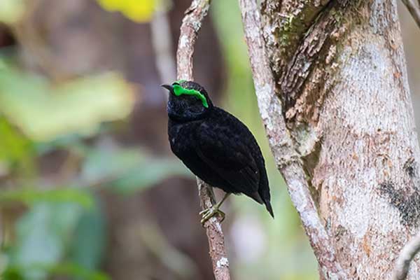 Brodawnik aksamitny (Philepitta castanea)