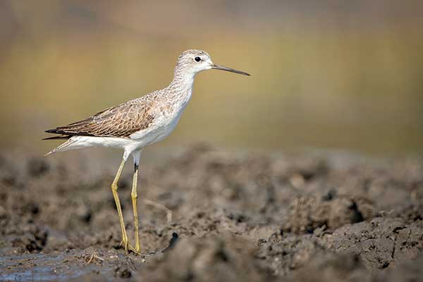 Brodziec pławny (Tringa stagnatilis)