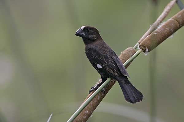 Brunatniczka (Amblyospiza albifrons)