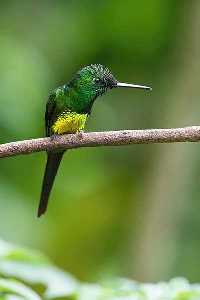 Brylancik cesarski (Heliodoxa imperatrix)