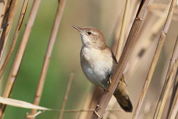 Brzęczka (Locustella luscinioides)