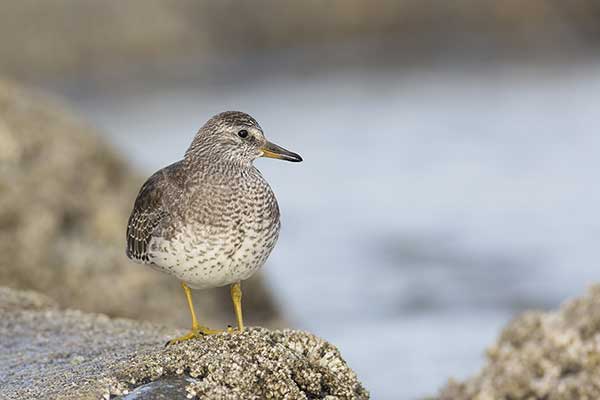 Brzegowiec (Calidris virgata)