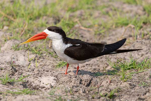 Brzytwodziób afrykański (Rynchops flavirostris)