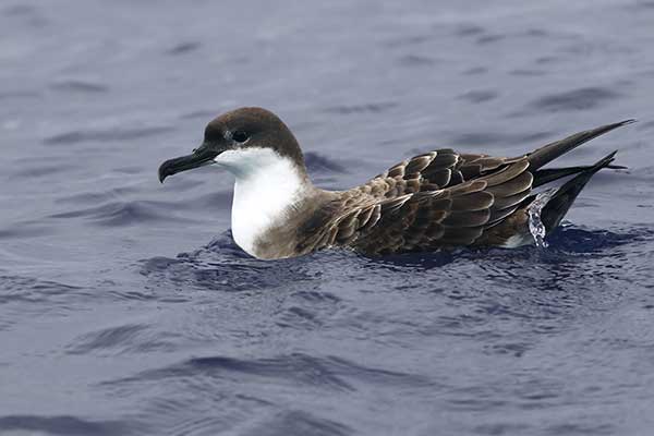 Burzyk północny (Puffinus puffinus)