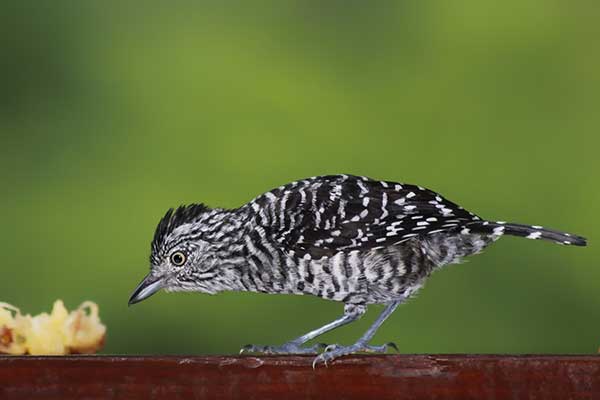 Chronka pręgowana (Thamnophilus doliatus)