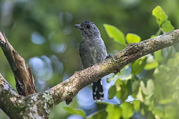 Chronka zmienna (Thamnophilus caerulescens)