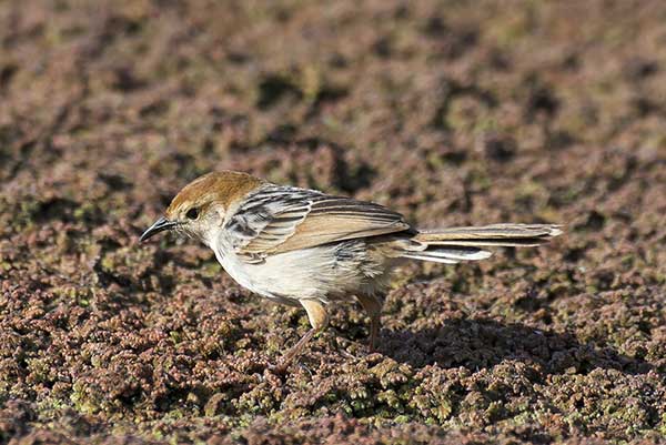 Chwastówka zielna (Cisticola tinniens)