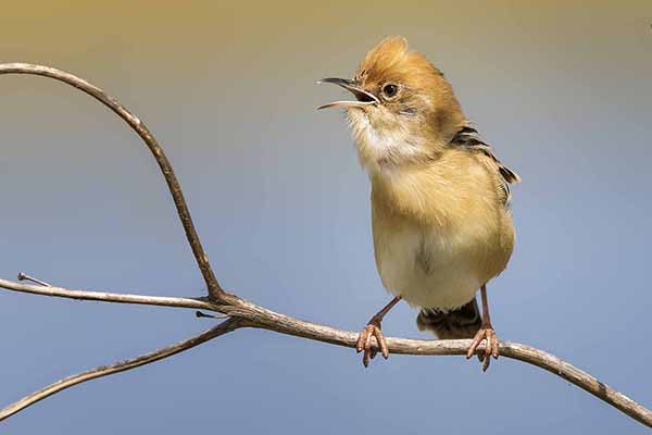 Chwastówka złotogłowa (Cisticola exilis)