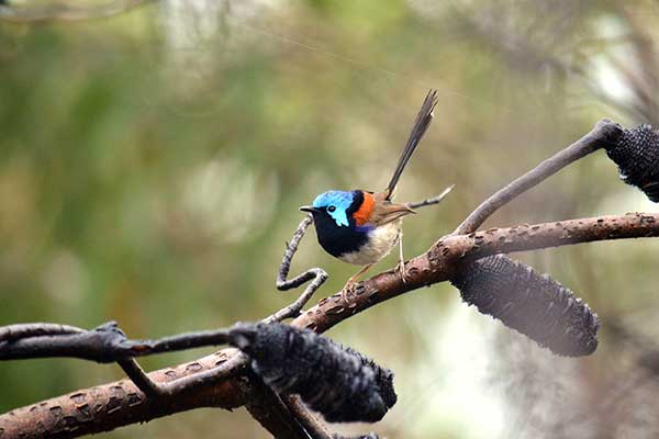 Chwostka rudoskrzydła (Malurus lamberti)