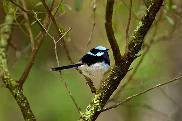 Chwostka szafirowa (Malurus cyaneus)