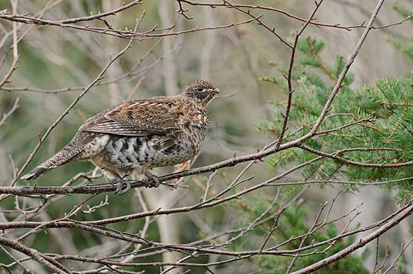 Cieciornik (Bonasa umbellus)