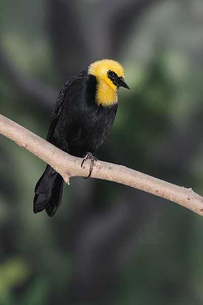 Ciemnokacyk żółtogłowy (Chrysomus icterocephalus)