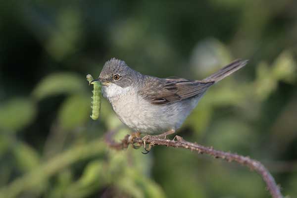 Cierniówka (Curruca communis)