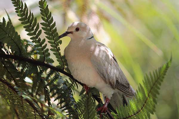 Cukrówka (Streptopelia roseogrisea)