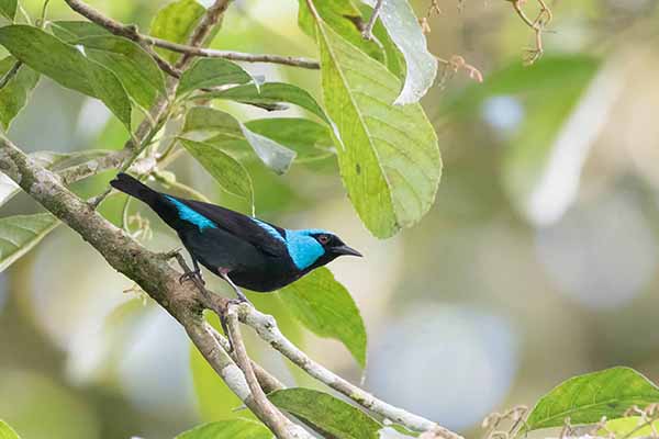 Cukrownik modrolicy (Dacnis venusta)