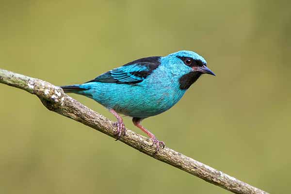 Cukrownik niebieski (Dacnis cayana)