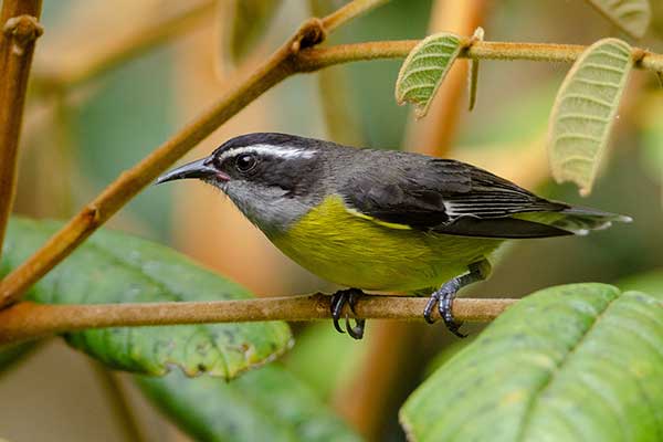 Cukrzyk (Coereba flaveola)