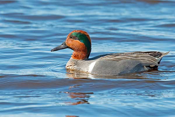 Cyraneczka karolińska (Anas crecca carolinensis)