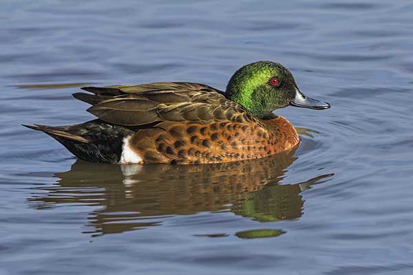 Cyraneczka kasztanowata (Anas castanea)