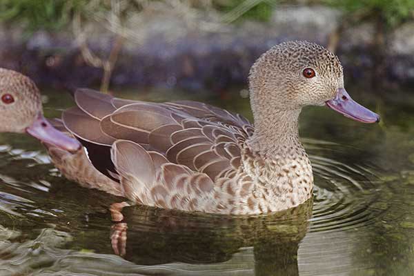 Cyraneczka madagaskarska (Anas bernieri)