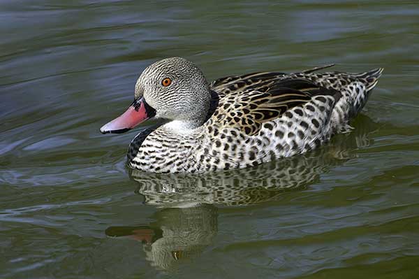 Cyraneczka płowa (Anas capensis)