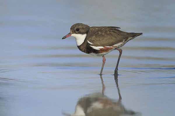 Czajeczka (Erythrogonys cinctus)