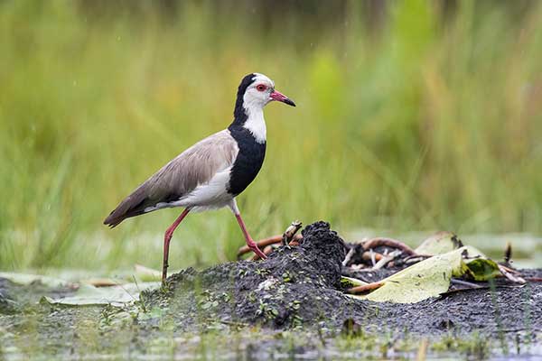 Czajka białolica (Vanellus crassirostris)