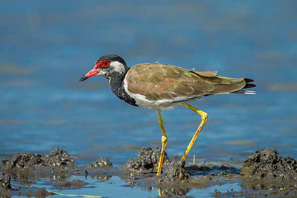 Czajka indyjska (Vanellus indicus)