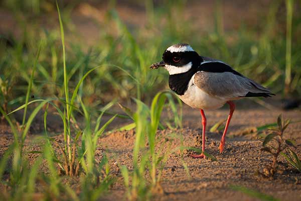 Czajka obrożna (Vanellus cayanus)