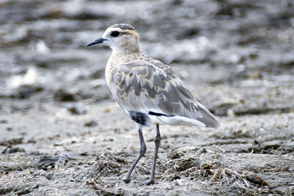 Czajka towarzyska (Vanellus gregarius)