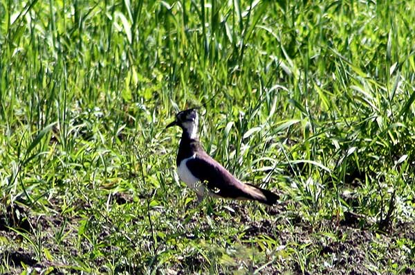 Czajka (zwyczajna) (Vanellus vanellus)