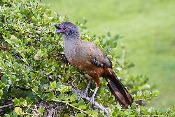 Czakalaka barwna (Ortalis wagleri)