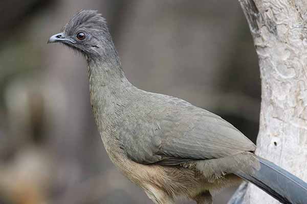 Czakalaka północna (Ortalis vetula)