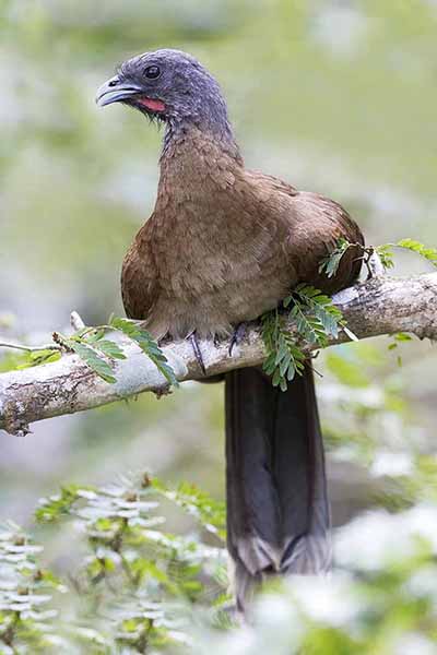 Czakalaka szarogłowa (Ortalis cinereiceps)