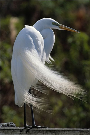 Czapla biała (Ardea alba)