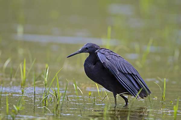 Czapla czarna (Egretta ardesiaca)