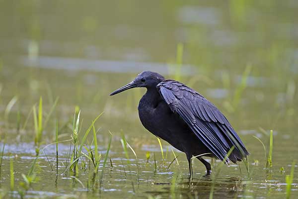 Czapla czarna (Egretta ardesiaca)