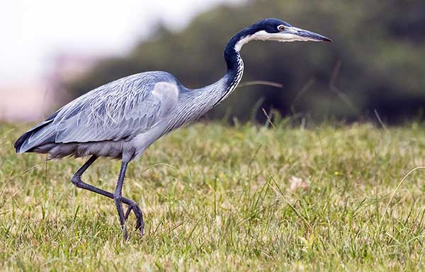 Czapla czarnogłowa (Ardea melanocephala)