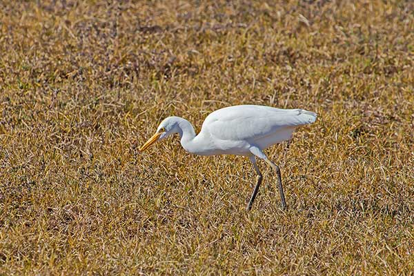 Czapla czarnonoga (Ardea intermedia)