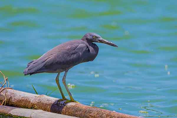 Czapla czczona (Egretta sacra)