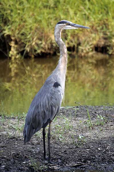 Czapla modra (Ardea herodias)