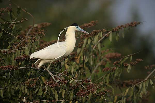 Czapla modrolica (Pilherodius pileatus)