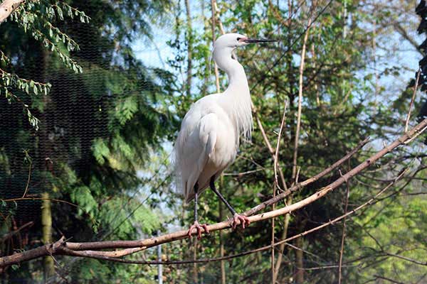 Czapla nadobna (Egretta garzetta)