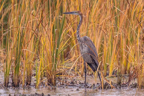 Czapla olbrzymia (Ardea goliath)