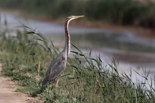 Czapla purpurowa (Ardea purpurea)