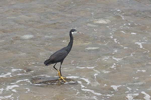 Czapla rafowa (Egretta gularis)