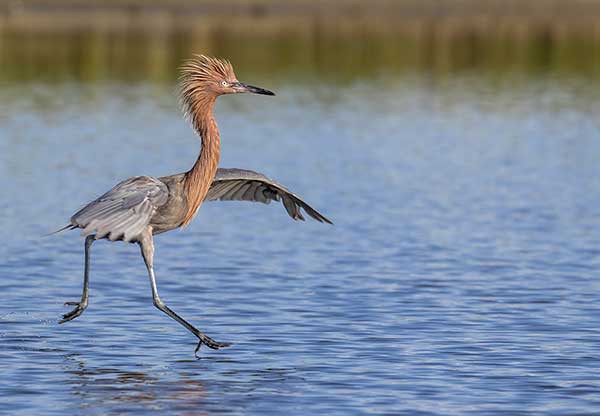 Czapla rdzawoszyja (Egretta rufescens)