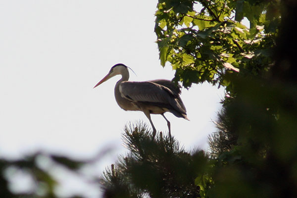 Czapla siwa (Ardea cinerea)