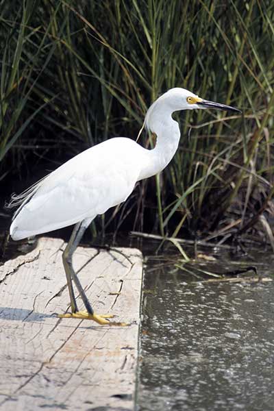 Czapla śnieżna (Egretta thula)